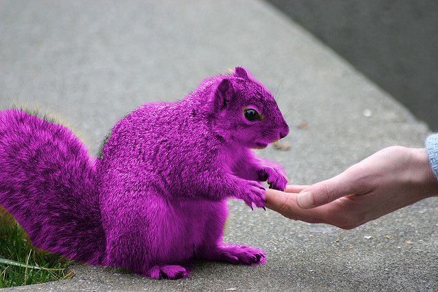 purple squirrel touching human hand 